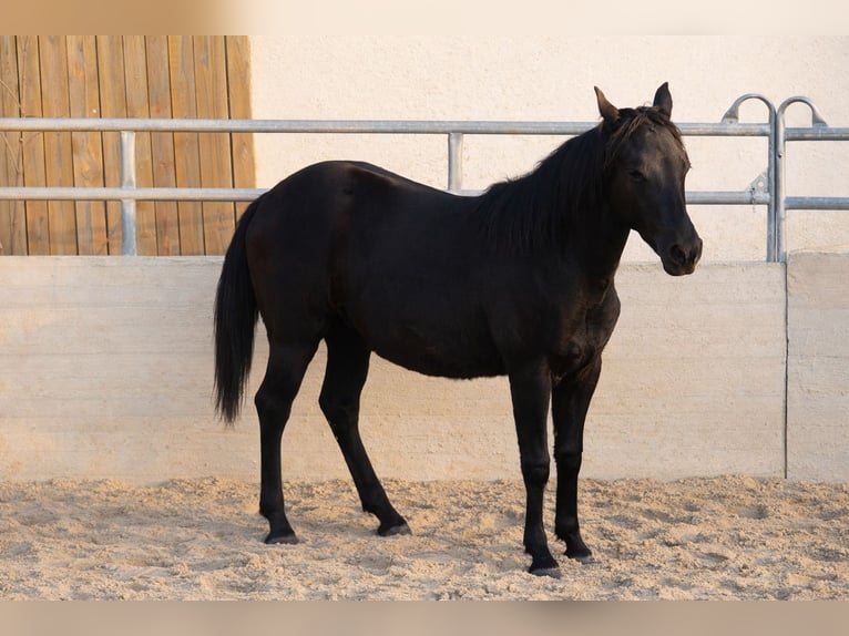 Azteca Stallion 1 year Black in Reintal