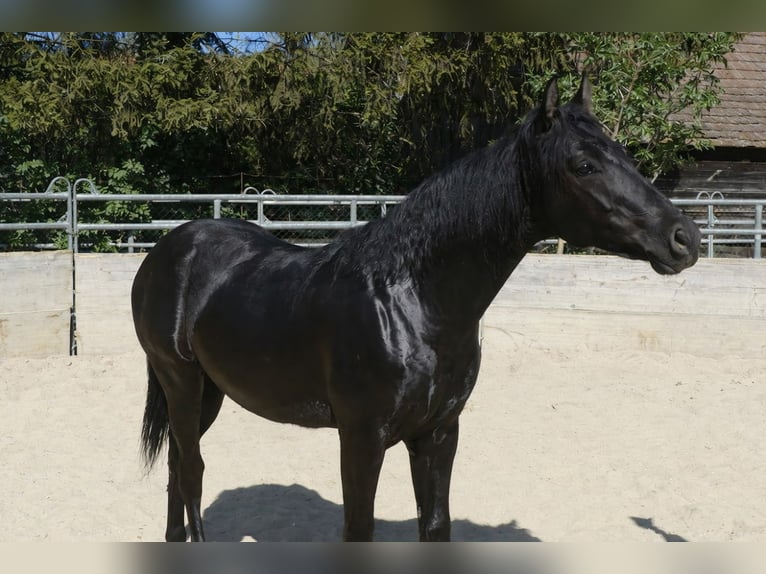 Azteca Stallion 1 year Black in Reintal