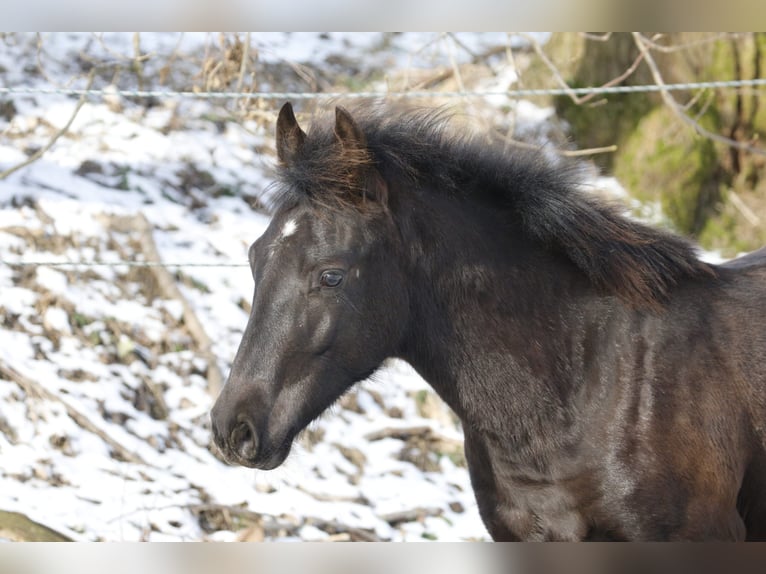Azteca Stallion 1 year Grullo in Feuchtwangen