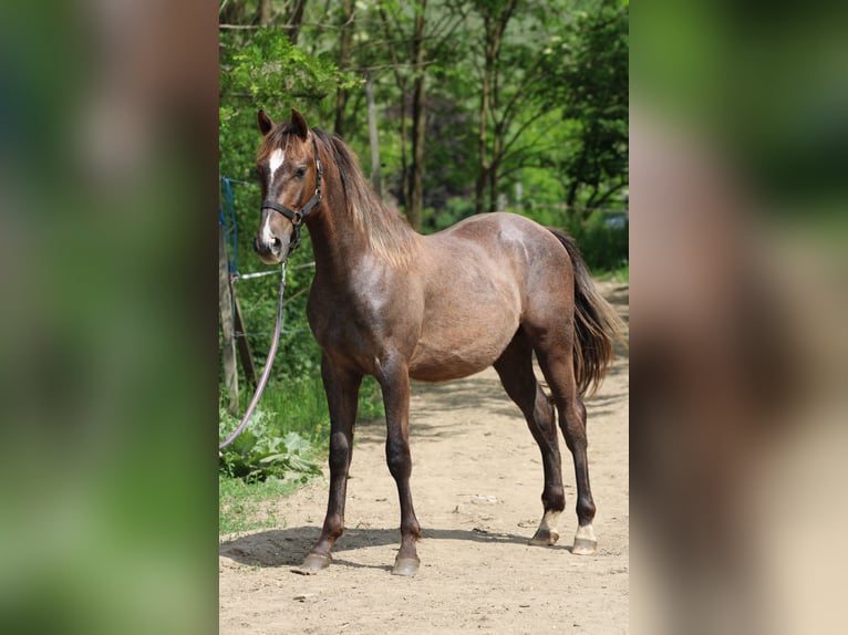 Azteca Stallion 2 years 12,1 hh Grey in Kisb&#xE9;r