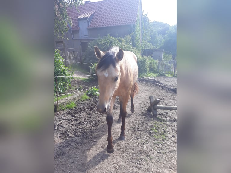 Azteca Stallion 2 years 14.3 hh Dun in Herford
