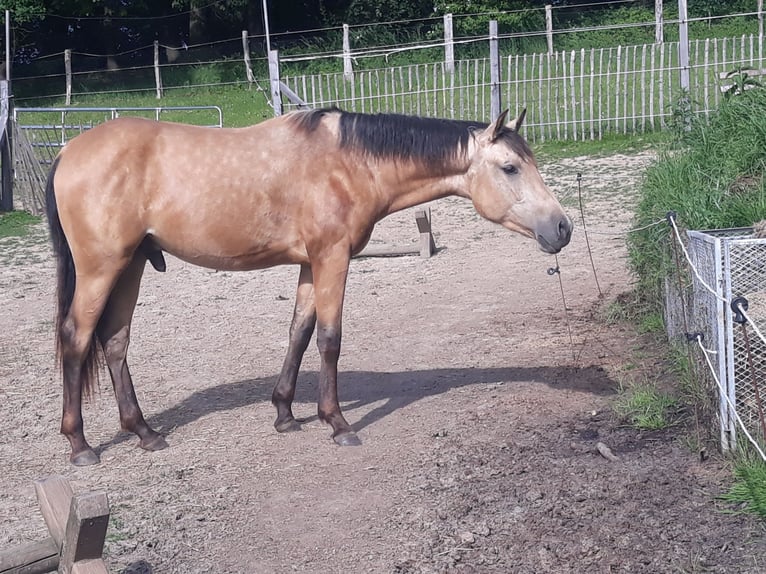 Azteca Stallion 2 years 14.3 hh Dun in Herford