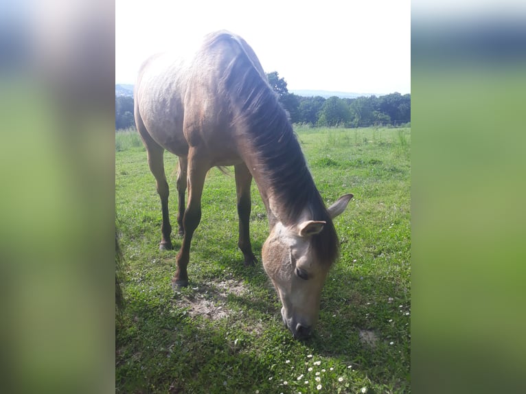 Azteca Stallion 2 years 14.3 hh Dun in Herford