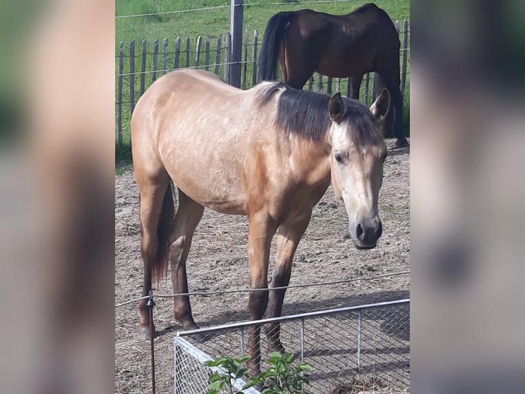 Azteca Stallion 2 years 14.3 hh Dun in Herford