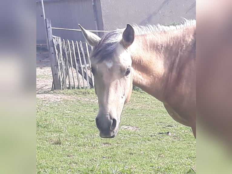 Azteca Stallion 2 years 14.3 hh Dun in Herford