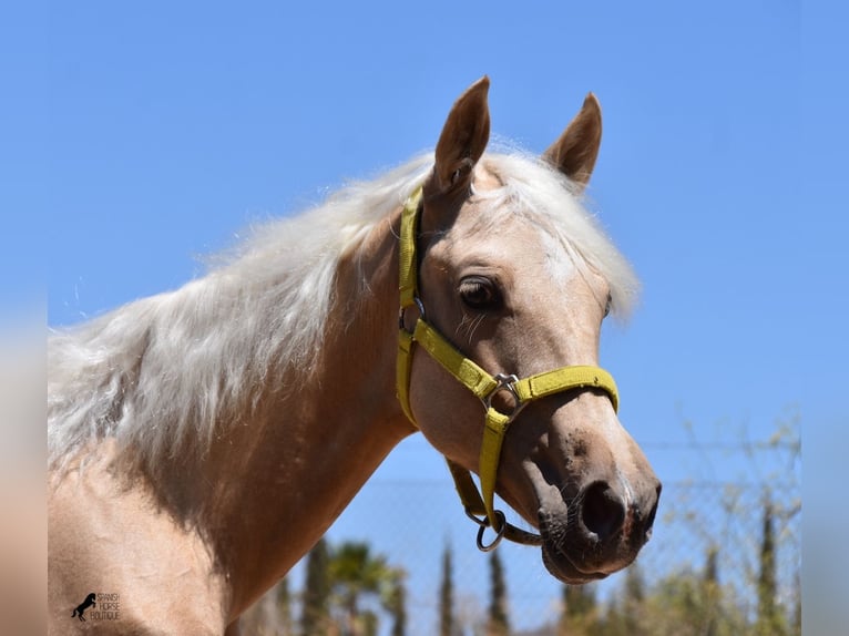 Azteca Stallion 2 years 15.2 hh Palomino in Mallorca