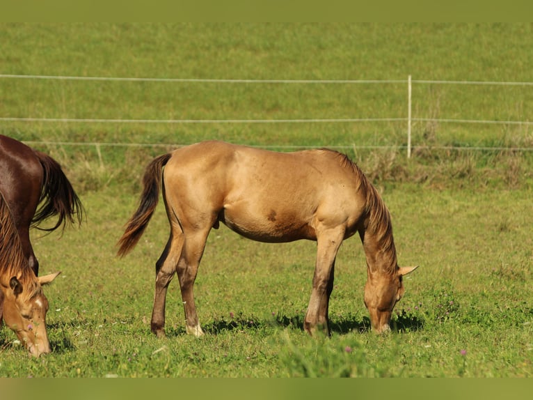 Azteca Stallion 2 years 15 hh Champagne in Waldshut-Tiengen