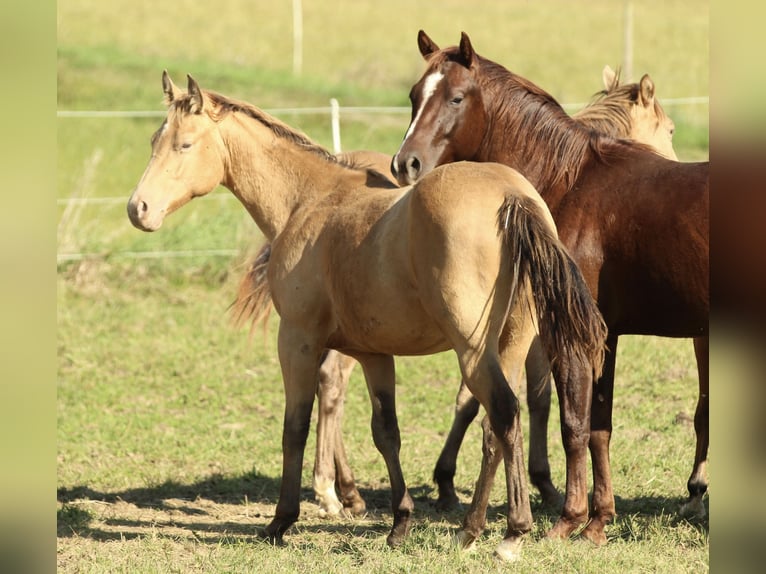 Azteca Stallion 2 years 15 hh Champagne in Waldshut-Tiengen