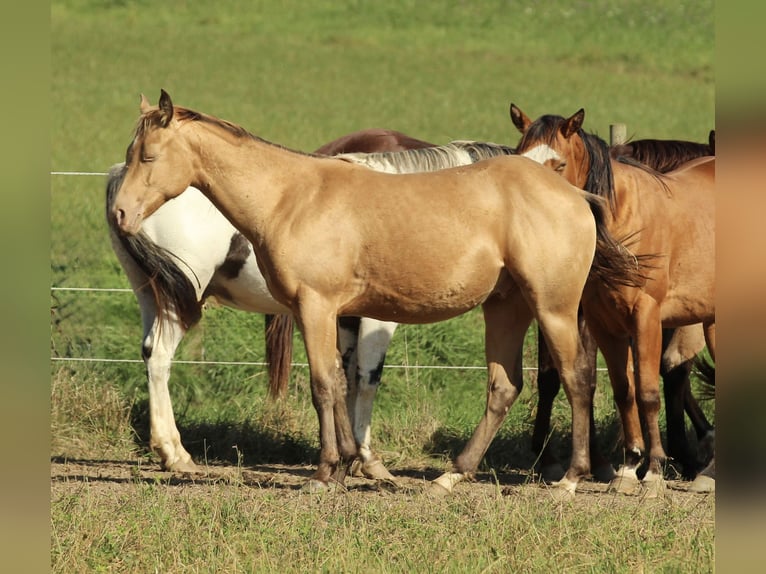 Azteca Stallion 2 years 15 hh Champagne in Waldshut-Tiengen