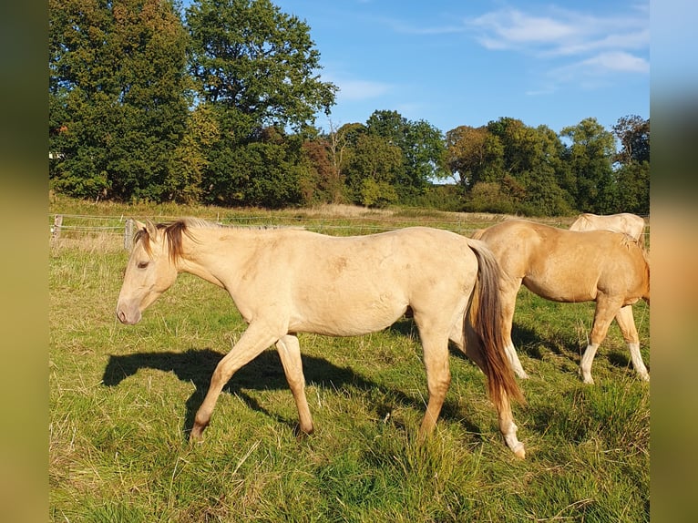 Azteca Stallion 2 years 15,1 hh Champagne in Bünde
