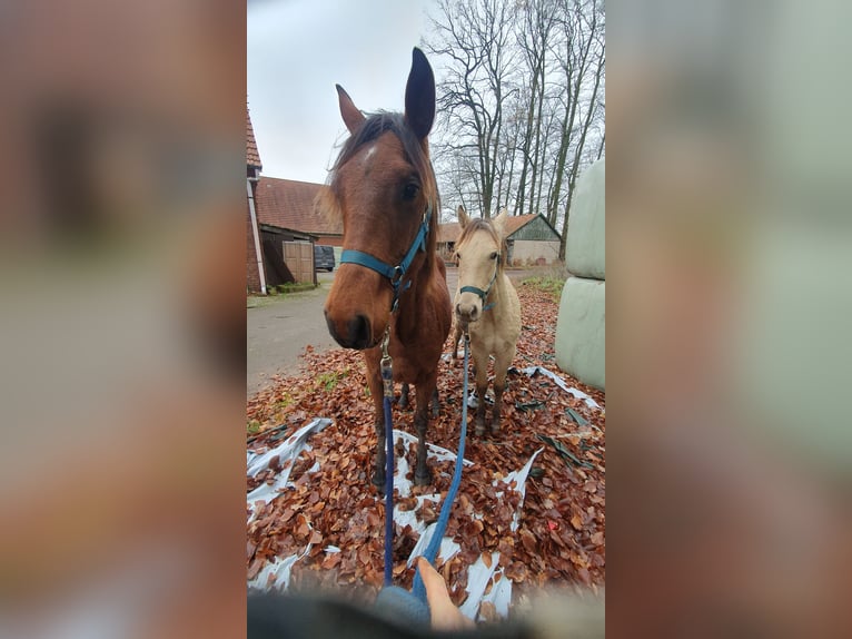 Azteca Stallion 2 years 15,1 hh Champagne in Bünde
