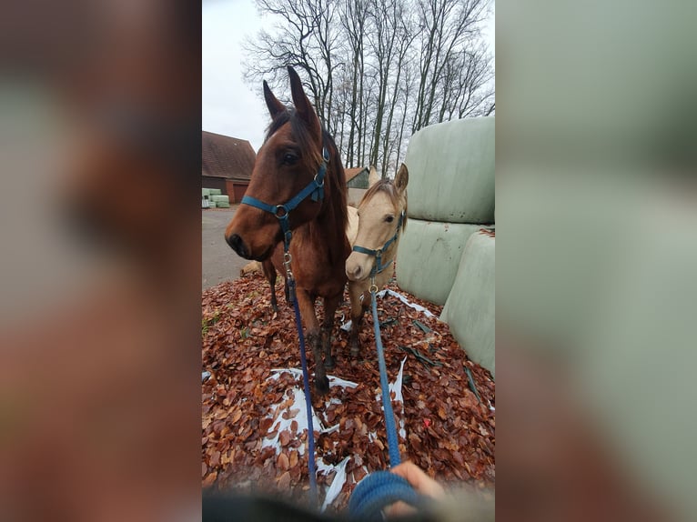 Azteca Stallion 2 years 15,2 hh Brown in Rödinghausen