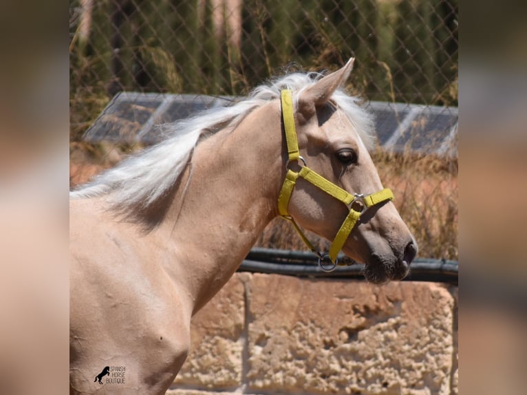 Azteca Stallion 2 years 15,2 hh Palomino in Mallorca