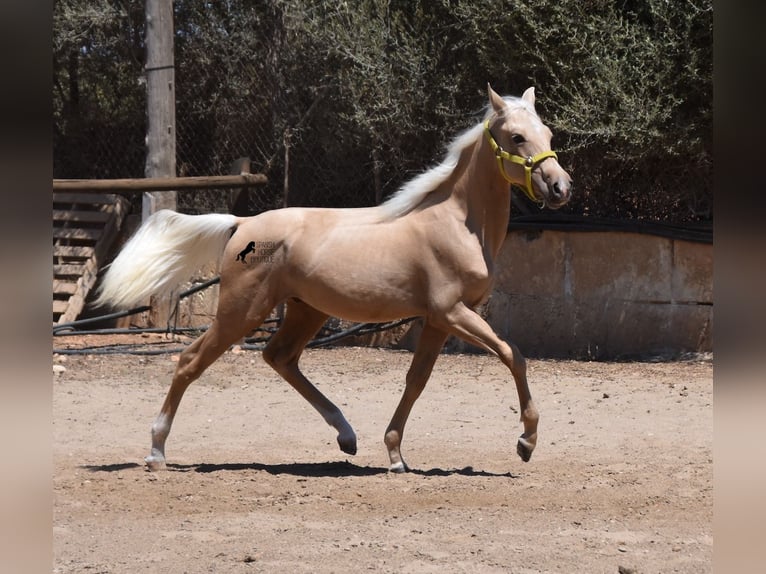 Azteca Stallion 2 years 15,2 hh Palomino in Mallorca