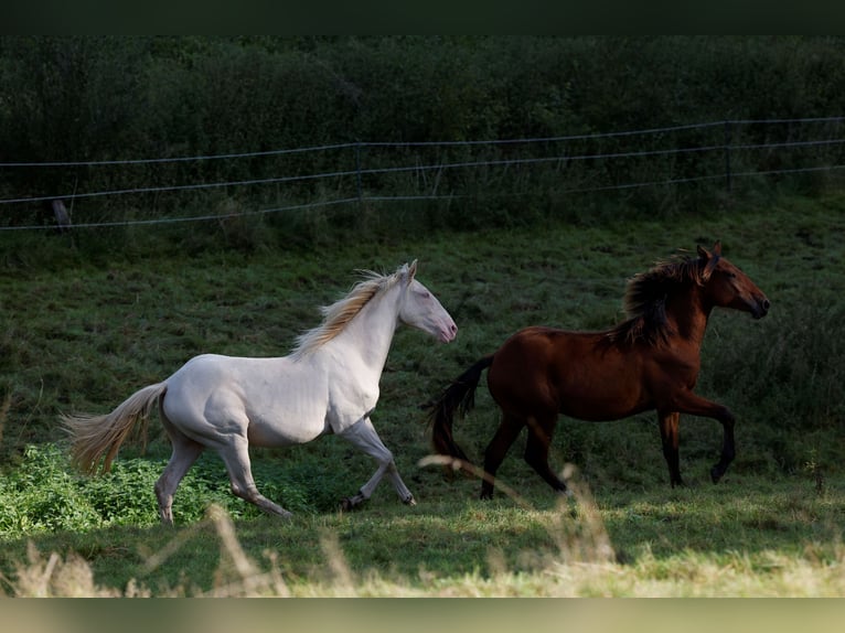 Azteca Stallion 2 years 16 hh Perlino in Rödinghausen