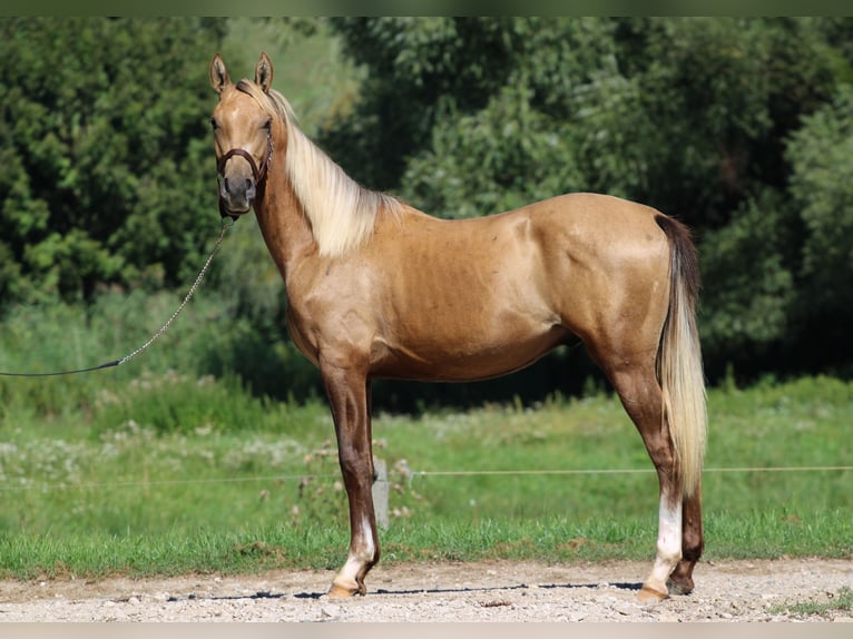 Azteca Stallion 3 years 14,1 hh Dunalino in Kisbér