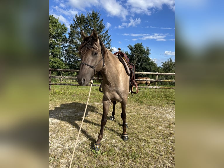 Azteca Stallion 3 years 14,2 hh Grullo in Blankenheim