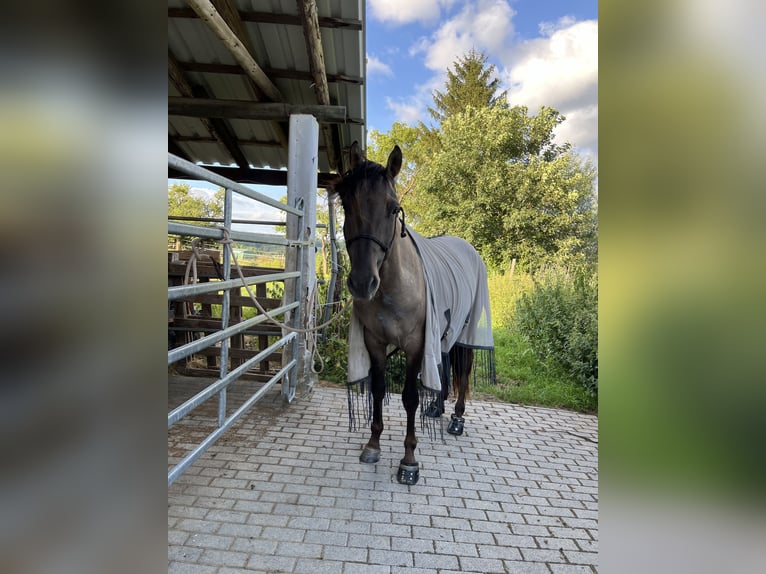 Azteca Stallion 3 years 14,2 hh Grullo in Blankenheim