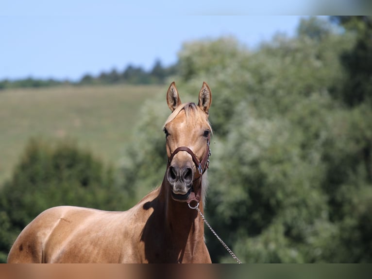 Azteca Stallion 4 years 14.1 hh Dunalino in Kisbér