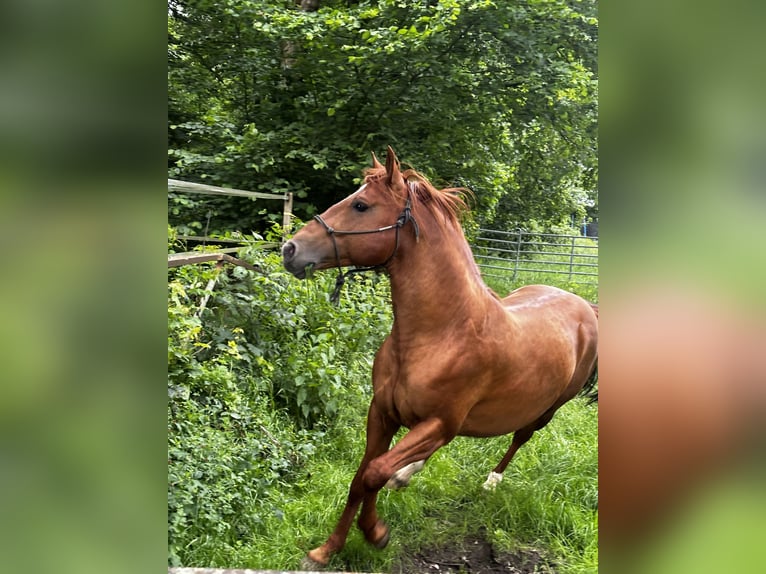 Azteca Mix Stallion 6 years 15,1 hh Chestnut-Red in Vohenstrauß