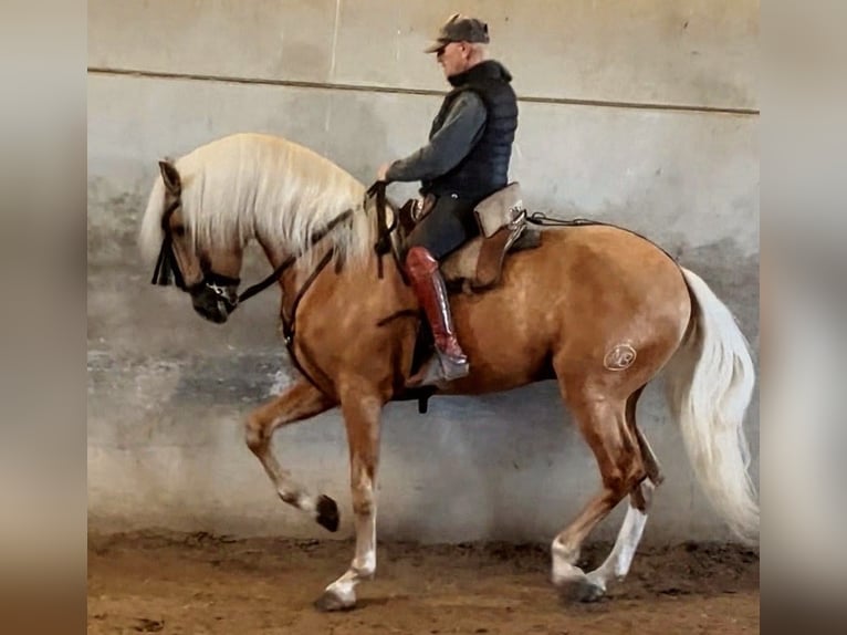 Azteca Stallion 6 years 17 hh Palomino in Sevilla
