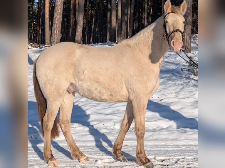 Azteca Stallion Champagne in Kaarßen