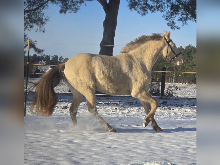 Azteca Stallion Champagne in Kaarßen