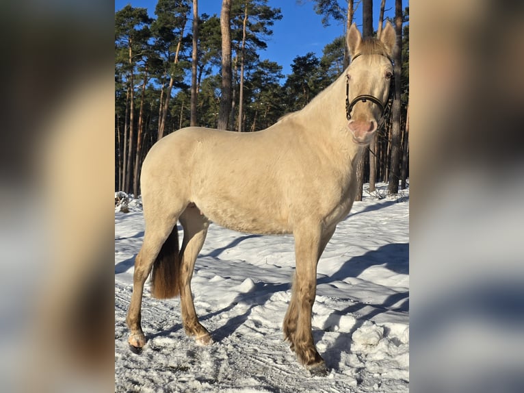 Azteca Stallion Champagne in Kaarßen