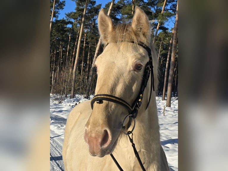 Azteca Stallion Champagne in Kaarßen