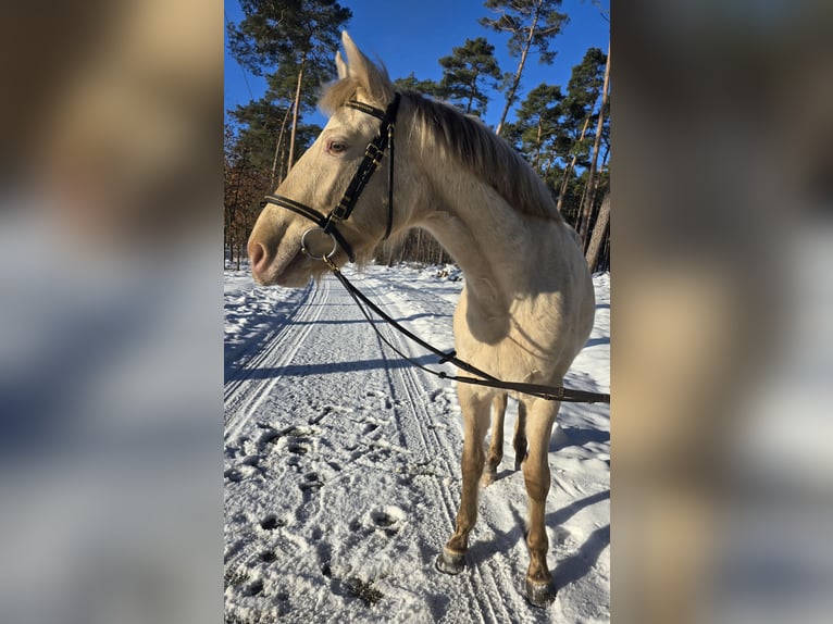 Azteca Stallion Champagne in Kaarßen