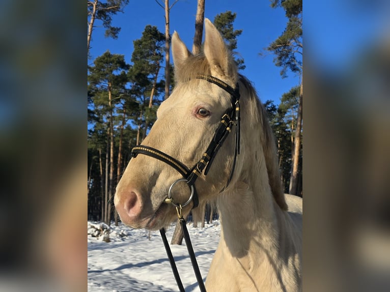 Azteca Stallion Champagne in Kaarßen