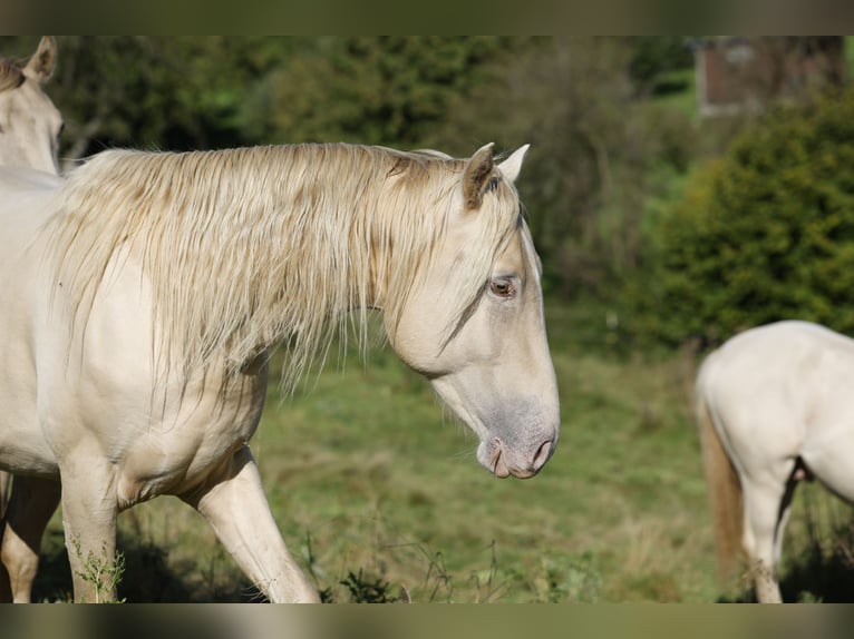 Azteca Stallion Champagne in Rödinghausen