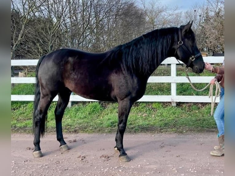 Azteca Stallion Foal (06/2026) 14.2 hh Black in Ballenstedt