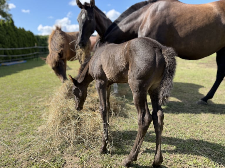 Azteca Stallion Foal (06/2026) 14.2 hh Black in Ballenstedt
