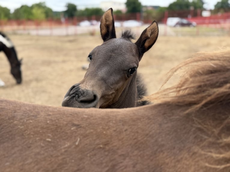 Azteca Stallion Foal (06/2026) 14.2 hh Black in Ballenstedt
