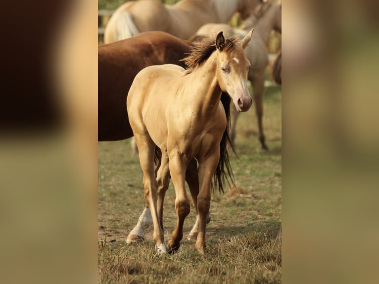 Azteca Stallion Foal (03/2024) 14,2 hh Champagne in Waldshut-Tiengen