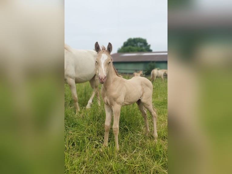 Azteca Stallion Foal (05/2026) 15.1 hh Champagne in Rödinghausen