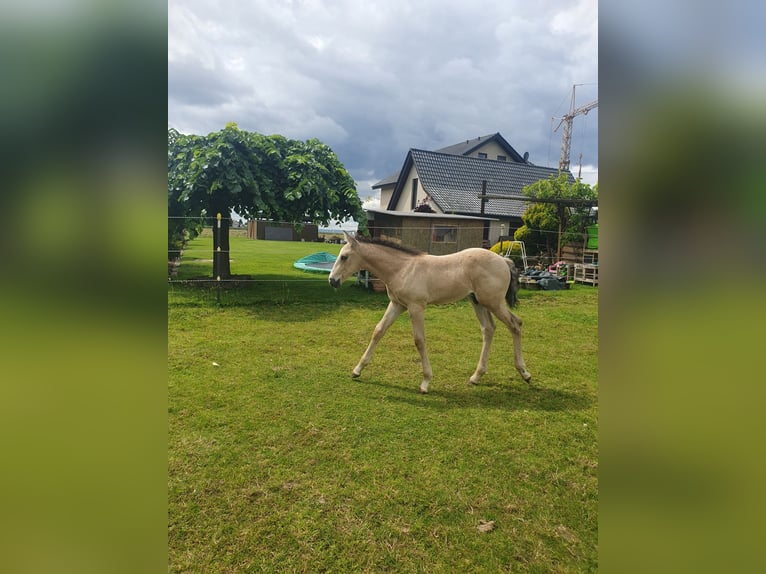 Azteca Stallion Foal (05/2024) 15,2 hh Buckskin in Bünde