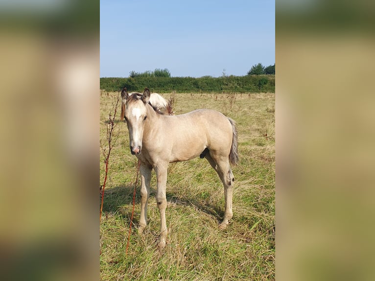 Azteca Stallion Foal (05/2024) 15,2 hh Buckskin in Bünde