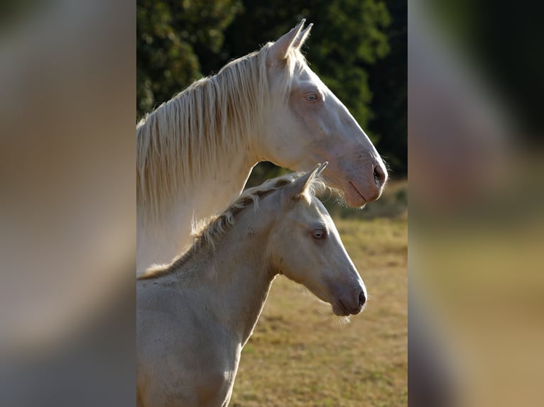 Azteca Stallion Foal (05/2026) 15.2 hh Champagne in Rödinghausen