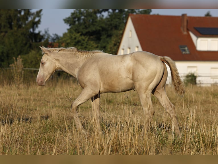 Azteca Stallion Foal (05/2026) 15.2 hh Champagne in Rödinghausen