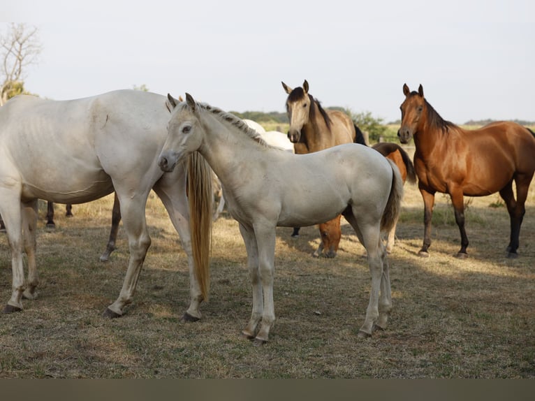 Azteca Stallion Foal (05/2026) 15.2 hh Pearl in Rödinghausen