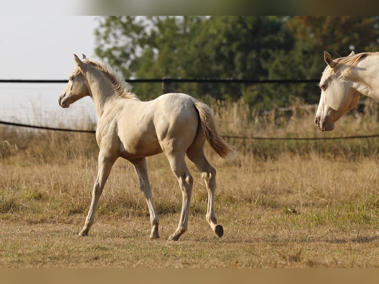 Azteca Stallion Foal (05/2026) 15.2 hh Pearl in Rödinghausen