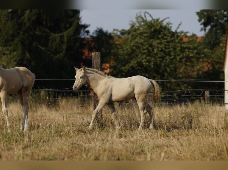 Azteca Stallion Foal (05/2026) 15.2 hh Pearl in Rödinghausen