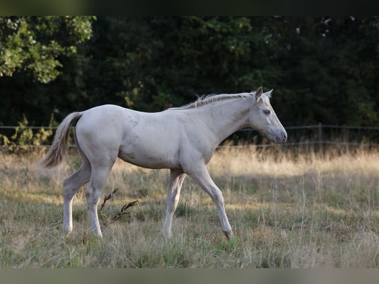 Azteca Stallion Foal (05/2026) 15.2 hh Pearl in Rödinghausen