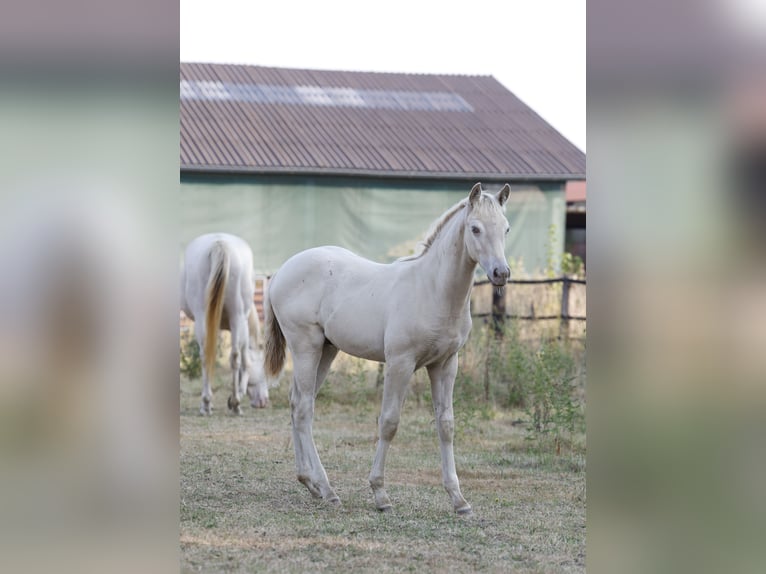Azteca Stallion Foal (05/2026) 15.2 hh Pearl in Rödinghausen