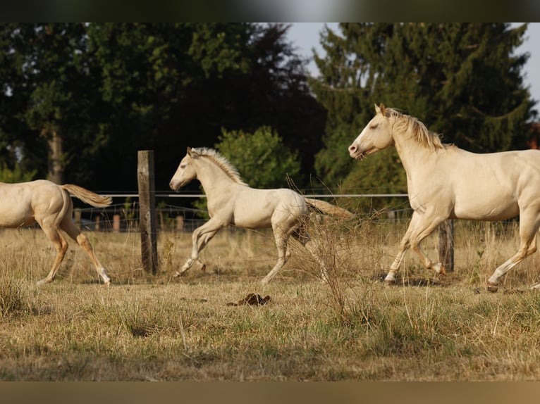 Azteca Stallion Foal (05/2026) 15.2 hh Pearl in Rödinghausen