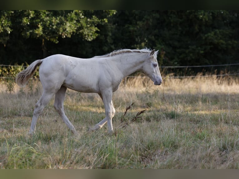 Azteca Stallion Foal (05/2026) 15.2 hh Pearl in Rödinghausen