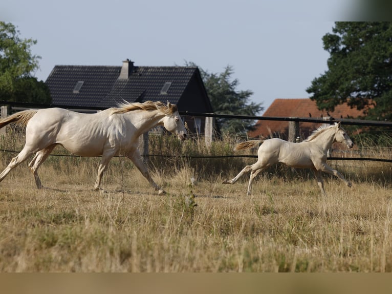 Azteca Stallion Foal (05/2026) 15.2 hh Pearl in Rödinghausen