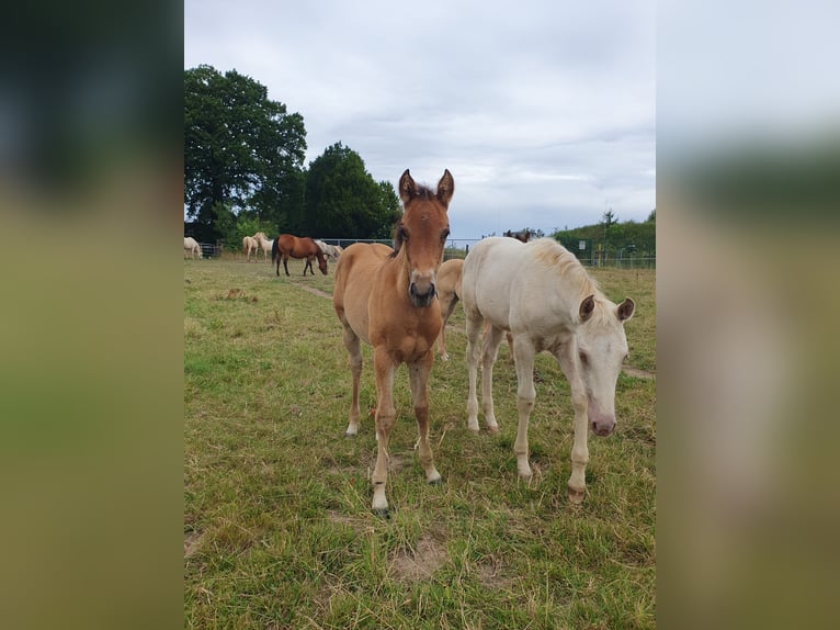 Azteca Stallion Foal (01/2025) 15,1 hh Brown in R&#xF6;dinghausen